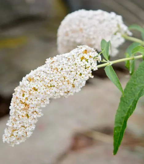 Buddleja 'White Profusion', Buddleja davidii 'White Profusion', Butterfly Bush 'White Profusion', Summer Lilac 'White Profusion', deciduous shrub, White flowers, fragrant shrub, White Buddleja