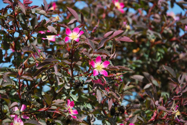 Rosa Glauca,Redleaf Rose, Red-Leaved rose, Rosa ferruginea, Rosa rubrifolia, Shrub Roses, pink roses, fragrant roses
