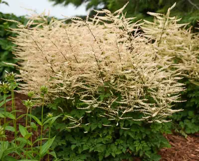 Aruncus Chantilly Lace, Goat's Beard Chantilly Lace, Goatsbeard Chantilly Lace, Aruncus Sylvestris, Spirea Aruncus, White Flowers, Shade Plant, Plants for Shade, Plants for wet soils