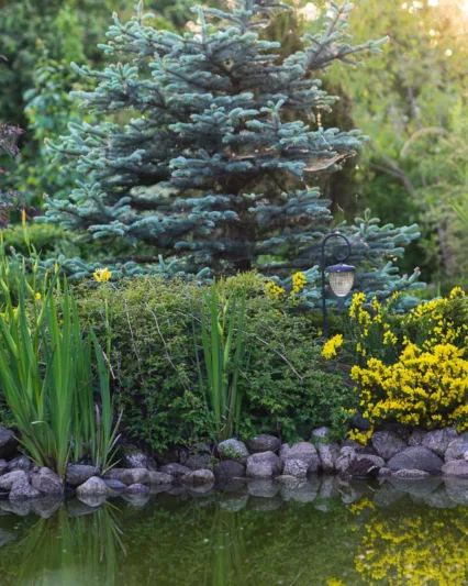 Picea pungens var. glauca, Colorado Blue Spruce, Picea pungens f. glauca, Picea pungens 'Glauca', Evergreen Conifer, Evergreen Shrub, Blue Conifer,