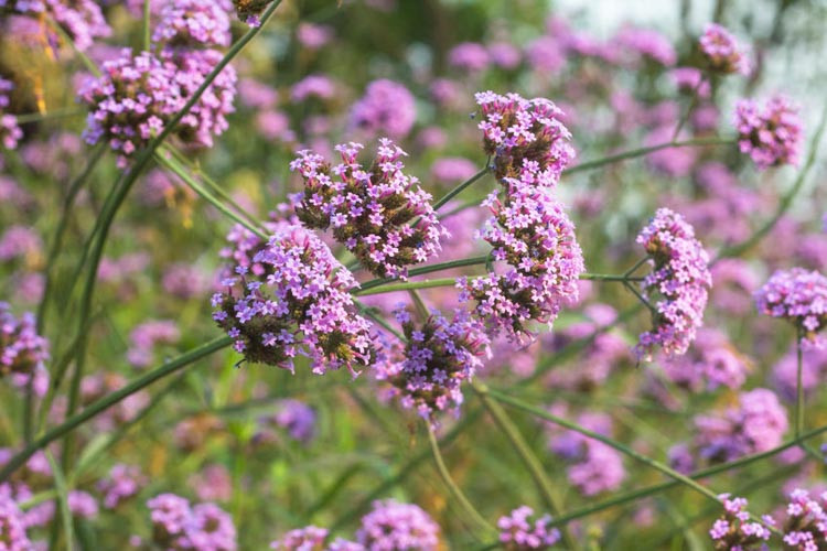 Verbena, Vervain, Verbena bonariensis, Verbena hastata, Verbena rigida, Verbena officinalis