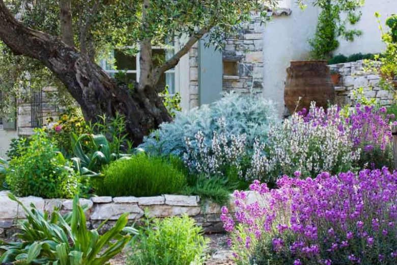 Wallflowers, Erysimum, Cheiranthus, spring flowers, fall flowers, spring garden ideas Erysimum Bowles Mauve, cheiranthus linifolium, Erysimum Linifolium