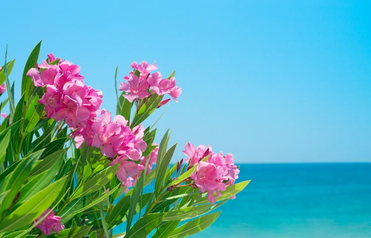 Nerium Oleander, Oleander, Laurier Rose, Rose Bay, Dwarf Oleanders, Hardy Oleanders, Mediterranean plants, Mediterranean shrubs, Evergreen Shrubs