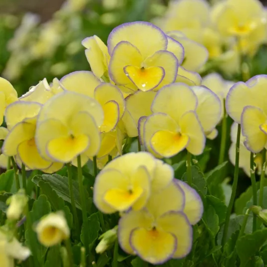 Viola 'Etain', Viola 'Helen Dillon', violet flowers, pansies, fragrant perennials, evergreen perennials, evergreen flowers, purple flowers, yellow flowers, spring flowers