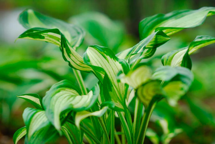 Hosta,Hostas,Hosta plants,Hostas plants,Hosta plant,Funkia, White feather hosta,Hosta plantaginea,Hostas plant,Hosta varieties,Hosta june,Hosta halcyon,Sum and substance hosta,Hosta sieboldia