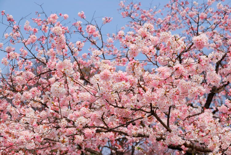 Prunus × yedoensis 'Akebono', Japanese Flowering Cherry 'Akebono', Yoshino Cherry Akebono, Cherry 'Akebono', Akebono Cherry, Daybreak Cherry, Daybreak Yoshino Cherry, Akebono Yoshino Cherry, Pink flowers