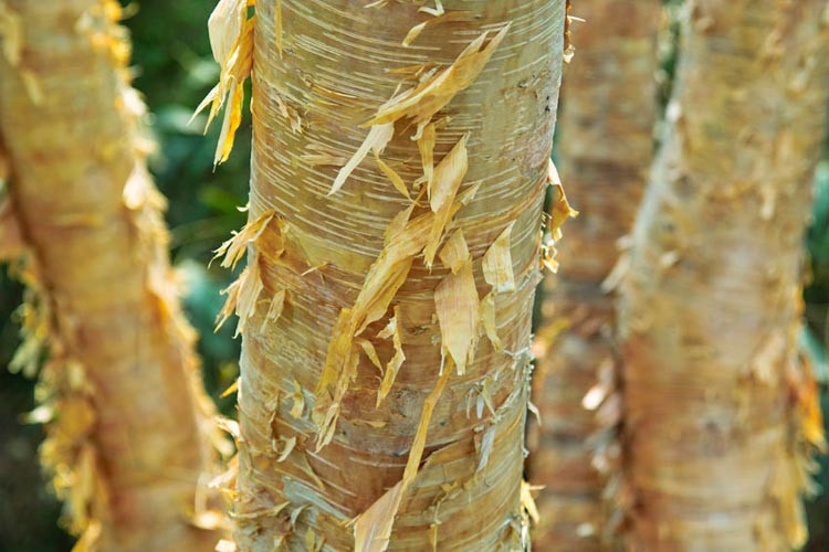Betula pendula,Betula utilis,Betula utilis var. jacquemontii,Betula ermanii ,Betula dahurica, Betula albosinensis, birch, birches, ornamental bark, Silver Birch, River Birch