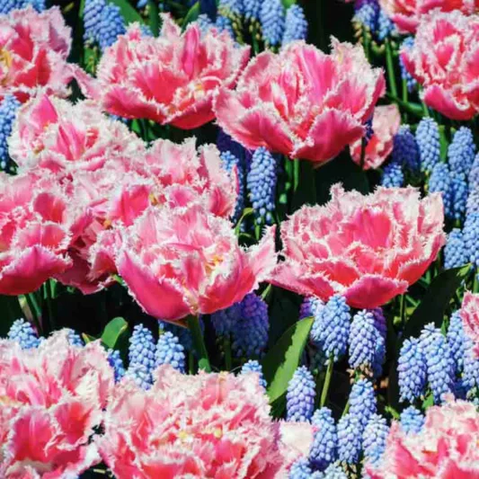 Tulipa 'Queensland', Tulip 'Queensland', Fringed Tulip 'Queensland', Fringed Tulips, Spring Bulbs, Spring Flowers, pink Tulips, Tulipes Dentelle