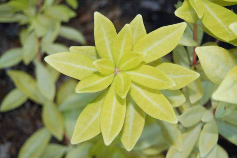 Small Anise 'Florida Sunshine', Small Anise Tree 'Florida Sunshine', Yellow Shrub