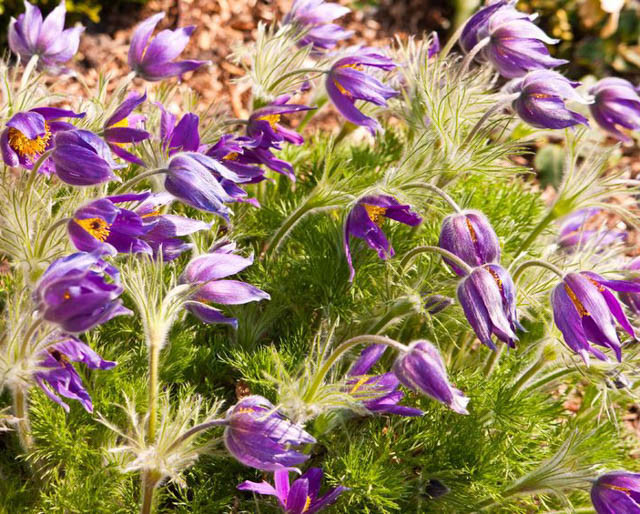 Pulsatilla Vulgaris,Pasque Flower, Pasqueflower, Meadow Anemone, April Fools, Badgers, Blue Money, Blue Tulip, Drought tolerant perennials, Purple perennial flowers, Evergreen perennial, Low maintenance perennial, perennial g