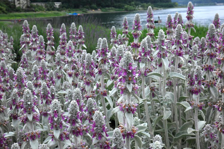 Stachys,stachys byzantina,stachys lanata,stachys officinalis,lamb ear, betony, stachys macrantha