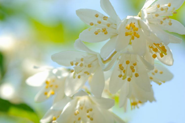 Deutzia x Hybrida ‘Magicien’ Lemoine, Deutzia ‘Magicien’, Deutzia pulchra,Deutzia scabra,Deutzia gracilis, Deutzia longifolia, Flowering Shrub, bicolor flowers, bicolor Deutzia, Pink Deutzia,