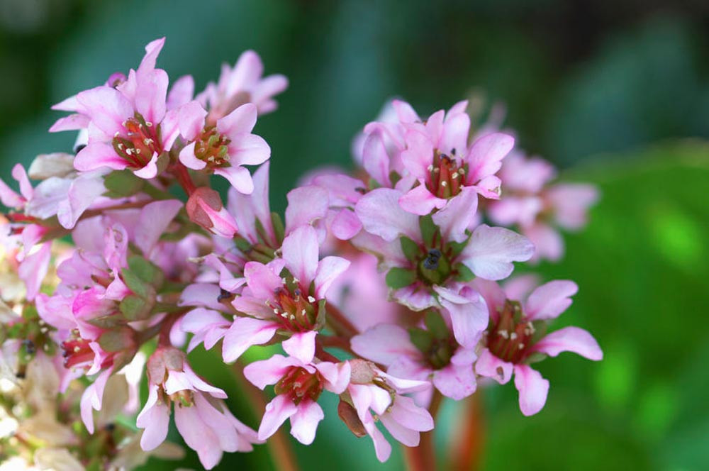 Bergenia,Pigsqueak, Heartleaf bergenia, Elephant's ears, Bergenia cordifolia, Bergenia ciliata