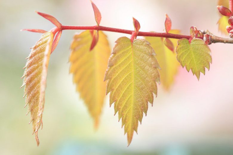 Zelkova serrata,Japanese Zelkova, Keaki, Keyaki, Saw-Leaf Zelkova  , Tree with fall color, Fall color, yellow leaves