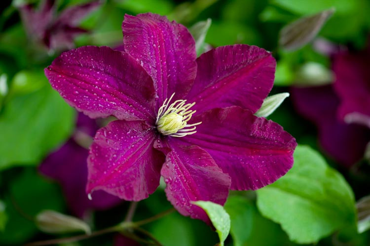 Clematis 'Polish Spirit', Clematis Viticella 'Polish Spirit', group 3 clematis, purple clematis, blue Clematis