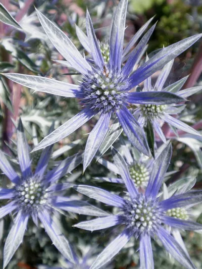 Zabel Sea Holly 'Big Blue', Sea Holly 'Big Blue', Eryngium zabelii Big blue information,  Sea Holly Big Blue information, Dry soils plants, Sandy soils plants, Blue flowers, Blue perennials
