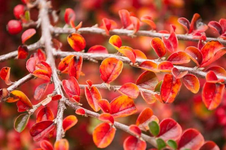 Cotoneaster horizontalis, Rock Cotoneaster, Wall Spray, Rock Spray, Wall Cotoneaster, Deciduous Shrub, Hardy Shrub, Shrub with berries, Red Berries, Groundcover