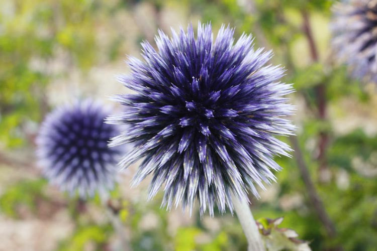Globe thistle, Echinops Ritro, Blue perennials, drought tolerant plants, low maintenance plants, Ehinops Veitch's blue, Echinops Taplow