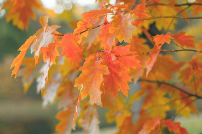 Quercus, Oaks, Quercus rubra, Red Oak, American Red Oak, Northern Red Oak, Quercus borealis, Tree with fall color, Fall color, Attractive bark Tree