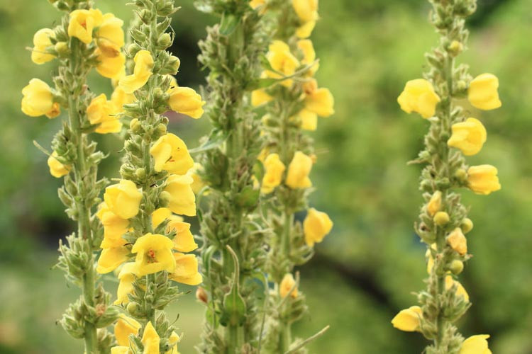 Verbascum Olympicum,Olympian Mullein, Greek Mullein, Moth Mullein, Verbascum blttaria, Verbascum chaixii, Verbascum phoeniceum, verbascum dumulosum, Architectural plants, Vertical Plants, Dee