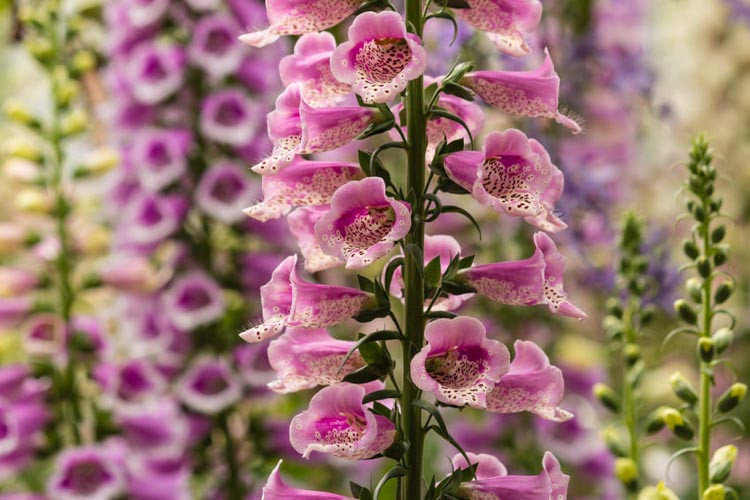 Digitalis Purpurea, Common Foxglove, Foxglove, Purple Foxglove, Lady's Glove, Digitalis Ferruginea, Rusty Floxgloves