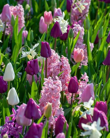 Hyacinthus Orientalis 'Fondant', Hyacinth 'Fondant', Dutch Hyacinth, Hyacinthus Orientalis, Common Hyacinth, Spring Bulbs, Spring Flowers, pink hyacinth,early spring bloomer, mid spring flower