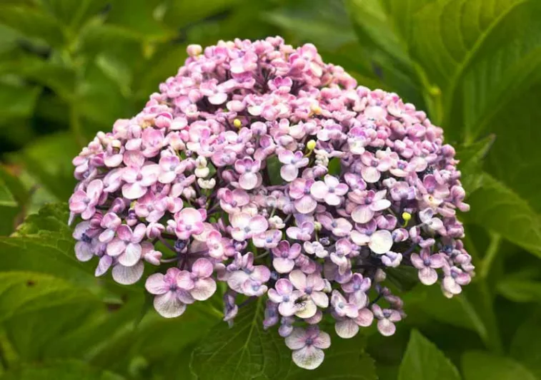 Hydrangea Macrophylla 'Ayesha', Bigleaf Hydrangea 'Ayesha', Mophead Hydrangea 'Ayesha', Hortensia 'Ayesha', Hydrangea macrophylla 'Silver Slipper', Hydrangea macrophylla Uzu-Azisai', Blue Hydrangea, Pink Hydrangea