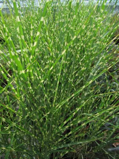 Miscanthus Sinensis 'Zebrinus', Maiden Grass 'Zebrinus', Eulalia 'Zebrinus', Chinese Silver Grass 'Zebrinus', Japanese Silver Grass 'Zebrinus', Zebra Grass, Low maintenance grasses, Low maintenance plants
