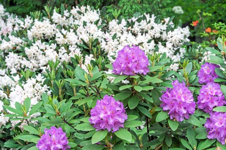Rhododendron macrophyllum, Pacific Rhododendron, California Rhododendron, California Rosebay, Coast Rhododendron, Red Rhododendron, Rhododendron californicum, pink Rhododendron, purple Rhododendron