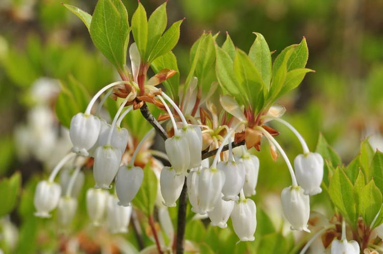 Enkianthus Campanulatus, Redvein Enkianthus, Furin-Tsutsuji, deciduous shrub,Enkianthus cernuus,Enkianthus perulatus,White Enkianthus, fall color, shrubs with fall color