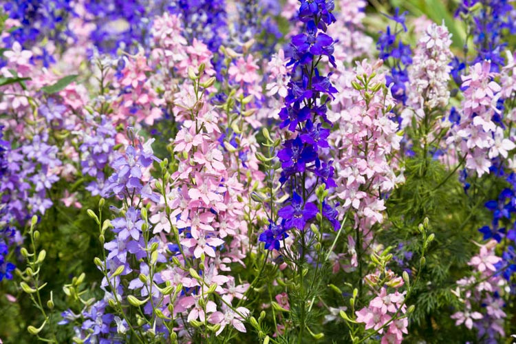 Delphinium, Larkspur, Pacific Giant series, the Magic Fountain series,  Belladonna series, Delphinium Elatum, Delphinium cultorum