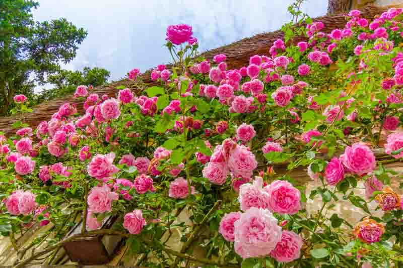 Climbing Roses, Rambler Roses, Rambling Roses, Great Roses, Top Roses, Best roses for walls, Best roses for pergolas, Best roses for fences, Best roses for Arbors, Best roses for Arches