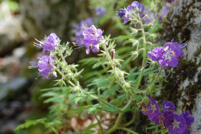 Phacelia bipinnatifida, Fernleaf Phacelia, Fernleaf Scorpion Weed, Spotted Phacelia, Loose-flowered Phacelia, Phacelia bipinnatifida var. plummeri, Phacelia brevistyla, Blue Flowers, Blue annuals