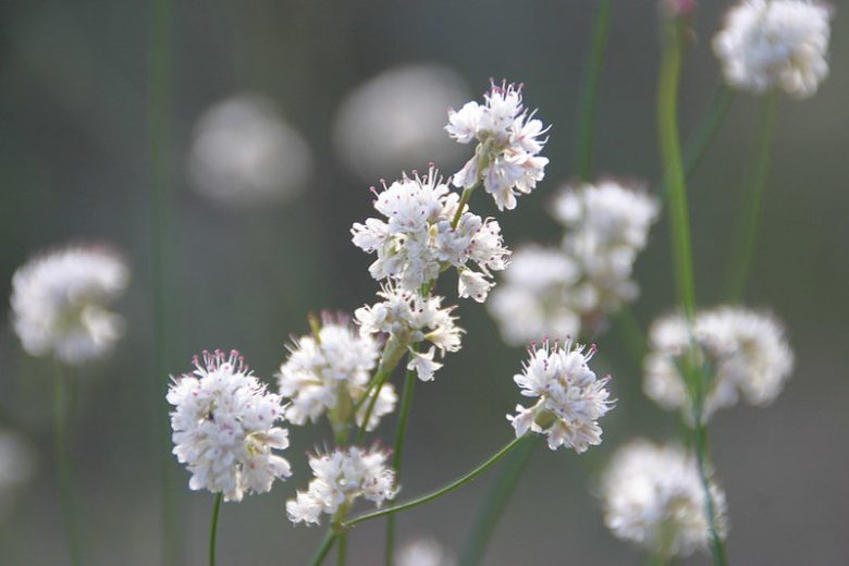Eriogonum nudum,  Naked Buckwheat, Nude Buckwheat, Coast Buckwheat, Seaside Buckwheat, California Native Plants, Oregon Native Plants, California Native Perennials, Oregon Native Perennials