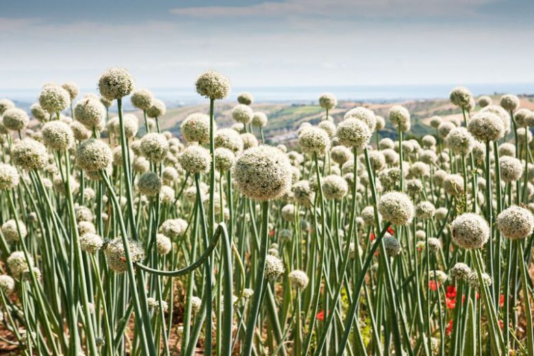 Allium Fistulosum, Welsh onion, Ciboul, Onion-Leek, Japanese Bunching Onion, Japanese Leek, Stone Leek, Welsh Leek