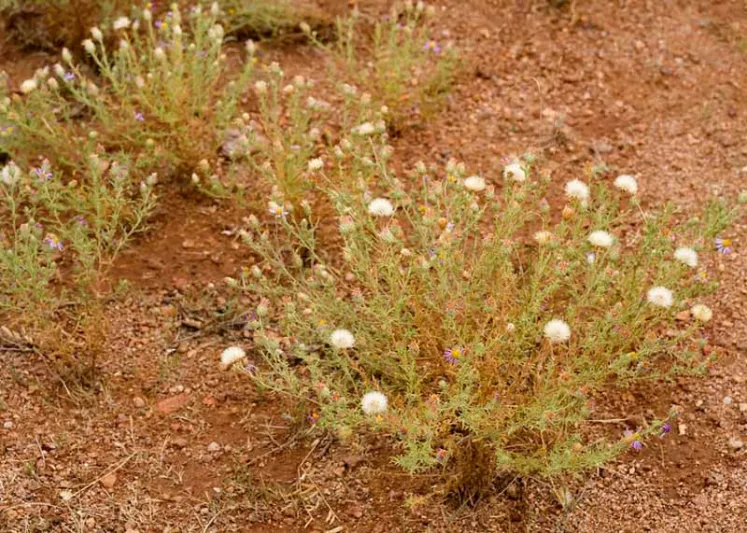 Machaeranthera tanacetifolia,Tahoka Daisy, Tansy-Aster, Tansey-Leaf Tansy-Aster, Aster tanacetifolius, Machaeranthera coronopifolia, Machaeranthera parthenium, Summer Perennials, Summer Flowers, Lavender Asters, Blue Asters