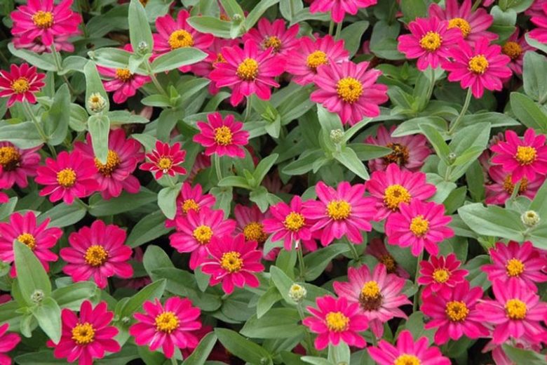 Zinnia Profusion Series, Zinnia Elegans 'Profusion, Zinnia Angustifolia 'Profusion', Zinnia x Hybrida 'Profusion', Drought tolerant plants, heat tolerant plants, Humidity tolerant plants, Low maintenance plants