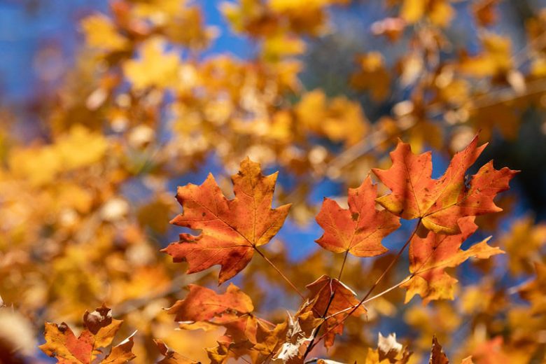 Acer floridanum, Southern Sugar Maple, Florida Maple, Caddo Maple, Rock Maple, Acer barbatum, Tree with fall color, Fall color, Red Leaves, Red Autumn Leaves,