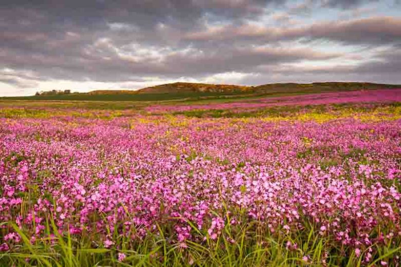 Silene dioica, Red Campion, Adder's Flower, Devil's Flower, Hare's Eye, Mother-Die, Poor Robin, Ragged Jack, Red Lychnis, Robins, Soldiers, White Soapwort, Red flowers, Drought tolerant plants