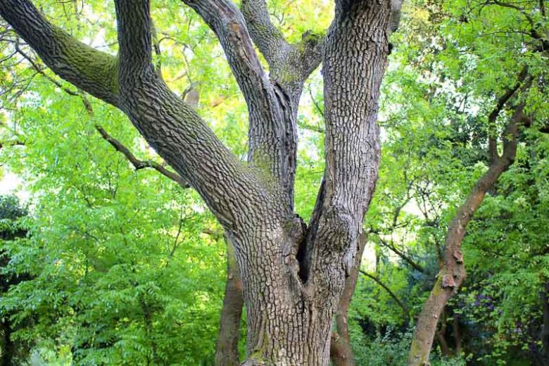 Juglans nigra, Black Walnut