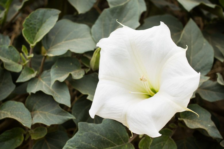 Datura wrightii, Jimsonweed, Sacred Thorn-apple, Thorn-apple, Angel Trumpet, Sacred Datura, White Flowers, Drought Tolerant Flowers, Native Flowers