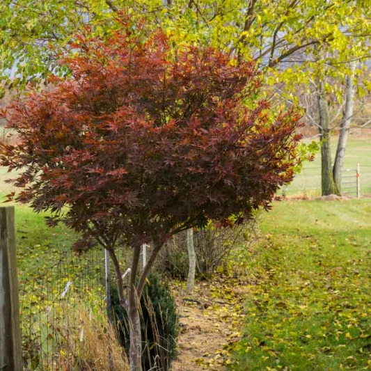 Acer palmatum 'Sumi-Nagashi', Japanese Maple 'Sumi-Nagashi', Acer palmatum 'SumiNagashi', Japanese Maple 'SumiNagashi', Red Acer, Red Japanese Maple, Red leaves