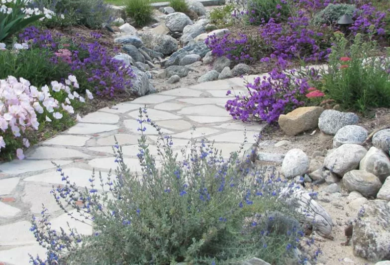 Salvia chamaedryoides, Germander Sage, Mexican Blue Sage, Salvia semiatrata, Blue Sage, Evergreen Sage