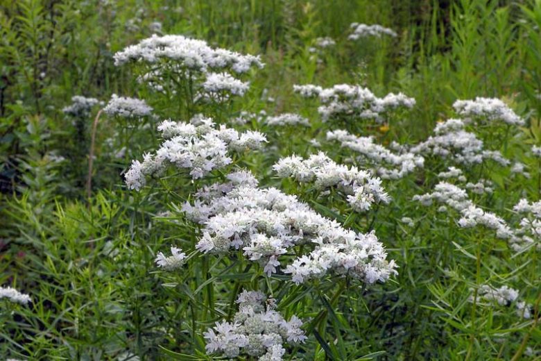 Pycnanthemum tenuifolium, Narrowleaf Mountain Mint, Slender Mountain Mint, Common Horsemint, Koellia flexuosa, Pycnanthemum flexuosum