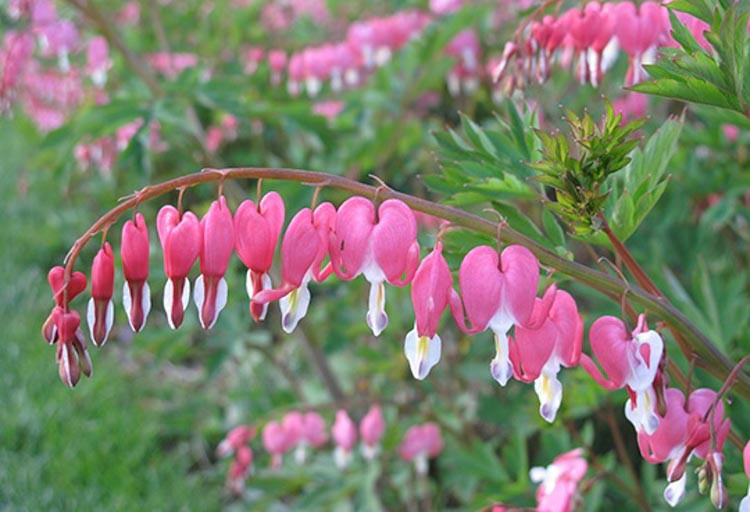 Bleeding Heart, Showy Bleeding heart, Dutchman's Breeches, Chinaman's Breeches, Locks and Keys, Lyre Flower, Seal Flower, Old-Fashioned Bleeding Heart, Lamprocapnos Spectabilis