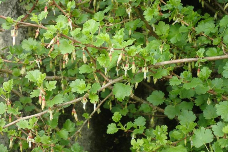 Ribes californicum, California Gooseberry, Hillside Gooseberry, Gooseberries, shrub with berries