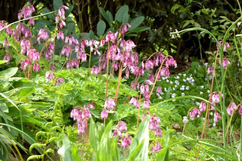Dicentra formosa, Pacific Bleeding Heart, Pacific Bleedinghearts, Western Bleedingheart, Wild Bleeding Heart, Western Fringed Bleeding Heart, Oregon Bleeding Heart, Pink Flowers, Shade Perennial