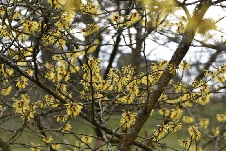 Hamamelis mollis 'Wisley Supreme', Witch Hazel 'Wisley Supreme', Chinese Witch Hazel 'Wisley Supreme', Yellow Flowers, Yellow Witch Hazel,