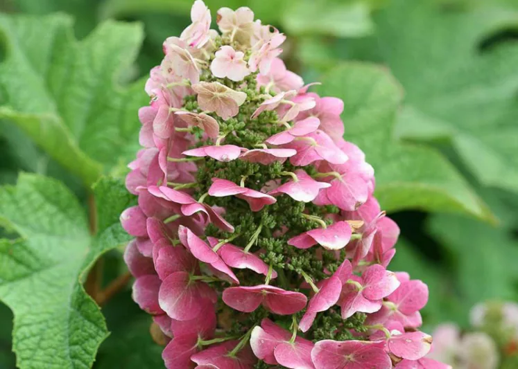 Hydrangea Quercifolia Ruby Slippers, Rubby Slippers Oak Leaf Hydrangea, Ruby Slippers Oakleaf Hydrangea, Oakleaf Hydrangea 'Ruby Slippers', Oak Leaf Hydrangea 'Ruby Slippers', Red Hydrangea, Small Hydrangea, Hydrangea Bush