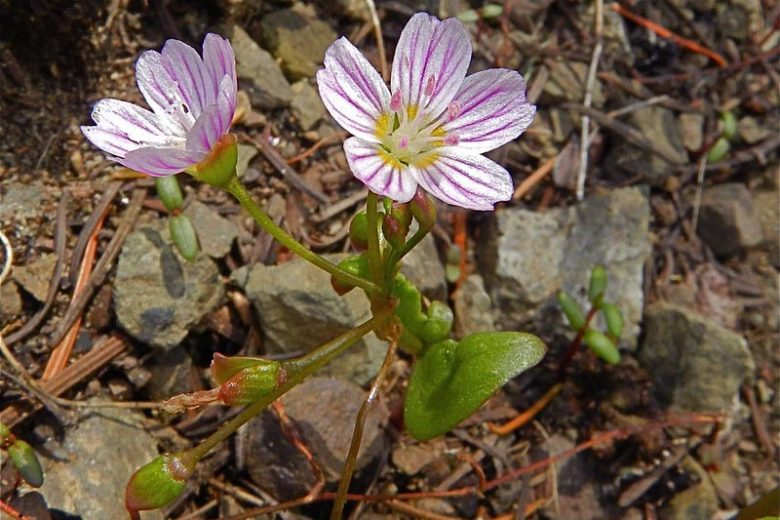 Claytonia lanceolata,Western Spring Beauty, Lanceleaf Spring Beauty, Spring Beauty, Indian Potato, White flowers, Spring flowers, Shade perennials
